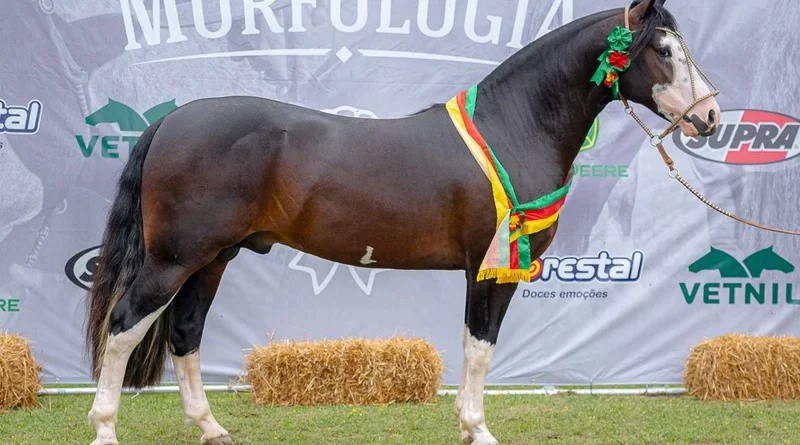 Vento Pampeano da Cabanha Santa Fé foi o vitorioso entre os machos | Foto: Maurício Vinhas / Divulgação