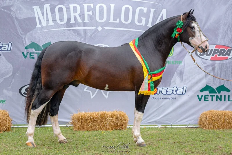 Vento Pampeano da Cabanha Santa Fé foi o vitorioso entre os machos | Foto: Maurício Vinhas / Divulgação